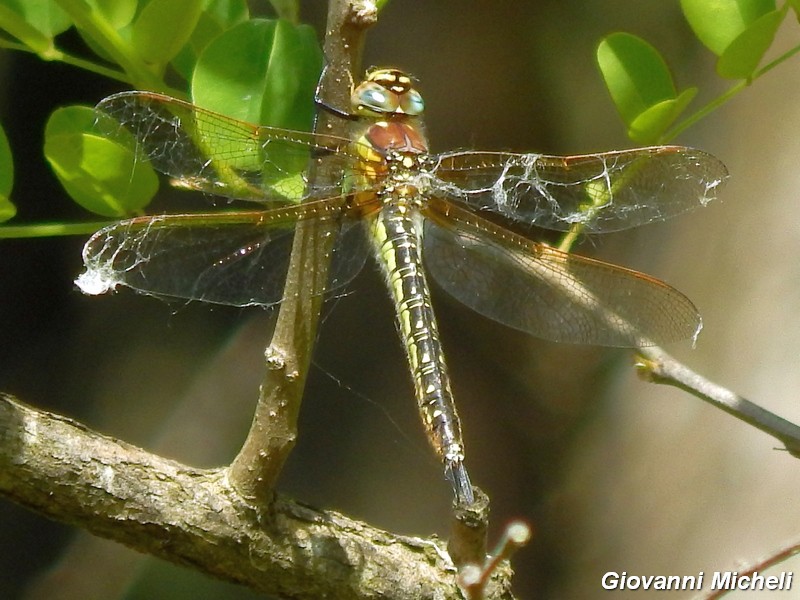 LIb. ID1: Brachytron pratense!